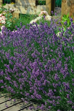 Echter Lavendel Lavandula angustifolia 'Munstead' 5-10 Topf 9x9 cm (P9)