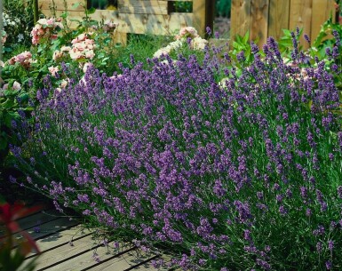 Lavandula angustifolia 'Munstead' Lavendel 5-10 i kruka P9