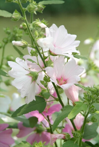 Lavatera 'Barnsley'