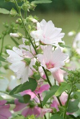 Struikmalva Lavatera 'Barnsley' 5-10 Pot P9