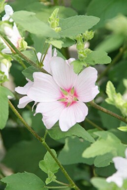 Struikmalva Lavatera 'Barnsley' 5-10 Pot P9