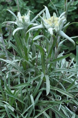 Ægte edelweiss Leontopodium alpinum 5-10 potte P9