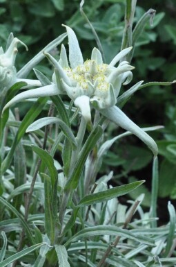 Ægte edelweiss Leontopodium alpinum 5-10 potte P9