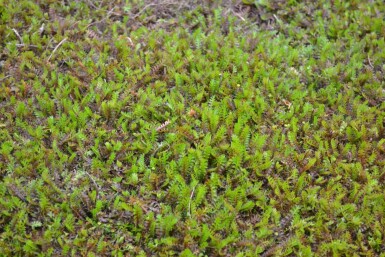 Almindelig trædepude Leptinella squalida 5-10 potte P9