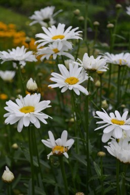 Kæmpemargerit Leucanthemum maximum 'Alaska' 5-10 potte P9