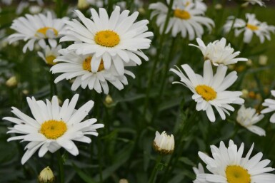 Leucanthemum maximum 'Alaska' Jätteprästkrage 5-10 i kruka P9