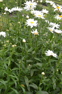 Kæmpemargerit Leucanthemum maximum 'Alaska' 5-10 potte P9