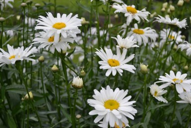 Leucanthemum maximum 'Alaska' Jätteprästkrage 5-10 i kruka P9