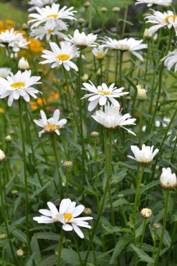 Leucanthemum maximum 'Alaska' Jätteprästkrage 5-10 i kruka P9