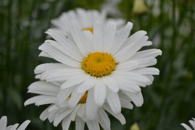 Leucanthemum maximum 'Alaska' Jätteprästkrage 5-10 i kruka P9