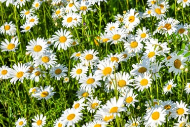 Marguerite superbe Leucanthemum × superbum 'Silberprinzesschen' 5-10 Pot 9x9 cm (P9)