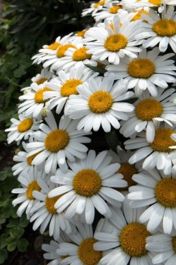 Leucanthemum × superbum 'Snow Lady' Jätteprästkrage 5-10 i kruka P9