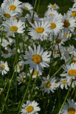 Hvid okseøje Leucanthemum vulgare 'Maikonigin' 5-10 potte P9