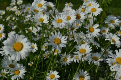 Hvid okseøje Leucanthemum vulgare 'Maikonigin' 5-10 potte P9