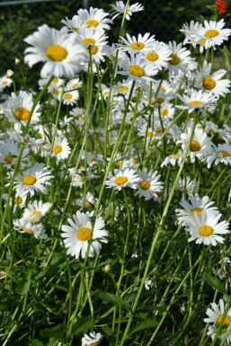 Leucanthemum vulgare 'Maikonigin' Prästkrage 5-10 i kruka P9