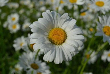 Hvid okseøje Leucanthemum vulgare 'Maikonigin' 5-10 potte P9