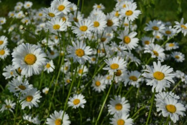 Hvid okseøje Leucanthemum vulgare 'Maikonigin' 5-10 potte P9