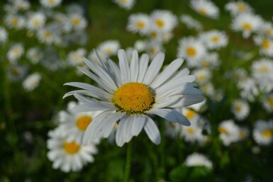 Hvid okseøje Leucanthemum vulgare 'Maikonigin' 5-10 potte P9