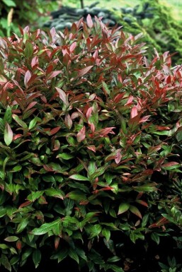 Leucothoe Leucothoe 'Zeblid' Arbuste 15-20 Pot 2 l (C2)