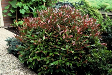 Leucothoe Leucothoe 'Zeblid' Arbuste 15-20 Pot 2 l (C2)