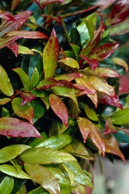 Leucothoe Leucothoe 'Zeblid' Arbuste 15-20 Pot 2 l (C2)