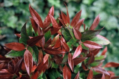 Leucothoe Leucothoe 'Zeblid' Arbuste 15-20 Pot 2 l (C2)