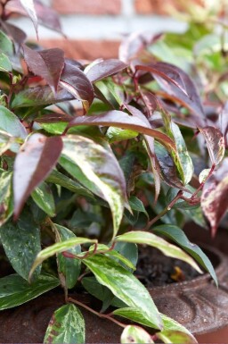 Druifheide Leucothoe fontanesiana 'Rainbow' Struik 20-30 Pot C2