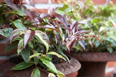 Leucothoe fontanesiana 'Rainbow' Vinterrosling buske 20-30 i kruka C2