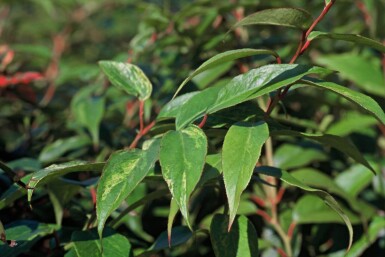 Bunte Traubenheide Leucothoe fontanesiana 'Rainbow' Strauch 20-30 Topf 2 ltr. (C2)