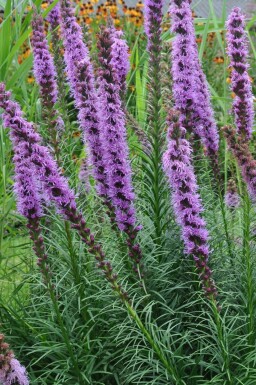 Liatris spicata 'Floristan Violet' Rosenstav 5-10 i kruka P9