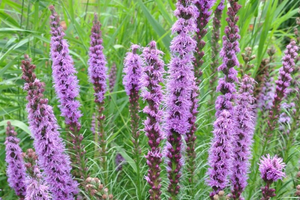 Liatris spicata 'Floristan Violet'