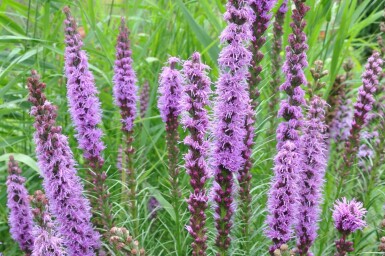 Liatris spicata 'Floristan Violet' Rosenstav 5-10 i kruka P9