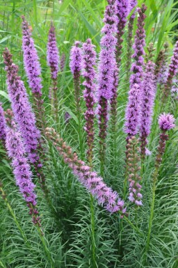 Liatris spicata 'Floristan Violet' Rosenstav 5-10 i kruka P9