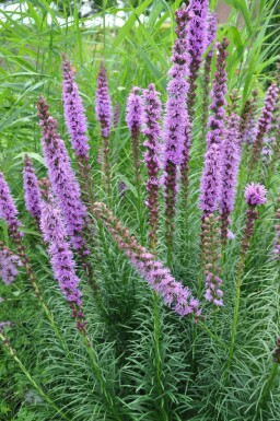 Liatris spicata 'Floristan Violet' Rosenstav 5-10 i kruka P9