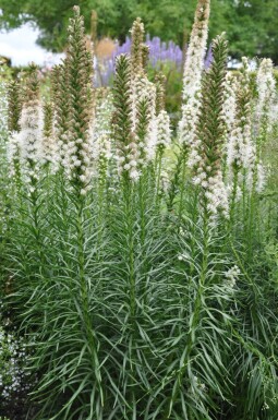 Liatris spicata 'Floristan Weiss' Rosenstav 5-10 i kruka P9