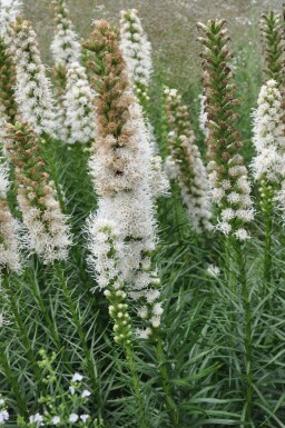 Liatris spicata 'Floristan Weiss' Rosenstav 5-10 i kruka P9