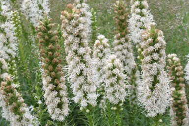 Liatris spicata 'Floristan Weiss' Rosenstav 5-10 i kruka P9