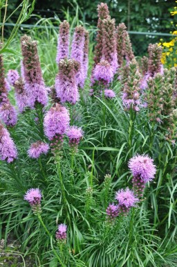 Liatris spicata 'Kobold' Rosenstav 5-10 i kruka P9