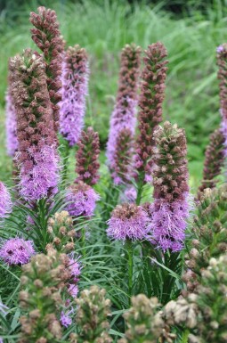 Liatris spicata 'Kobold' Rosenstav 5-10 i kruka P9