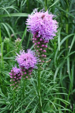 Langakset pragtskær Liatris spicata 'Kobold' 5-10 potte P9