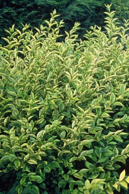 Bonte ligusterhaag Ligustrum ovalifolium 'Aureum' Struik 30-40 Pot C2