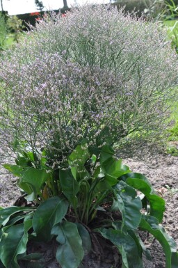 Sølv-hindebæger Limonium latifolium 5-10 potte P9