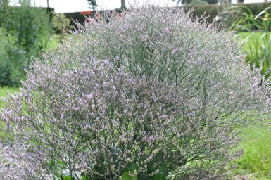 Sølv-hindebæger Limonium latifolium 5-10 potte P9