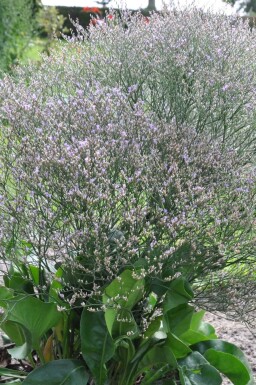 Sølv-hindebæger Limonium latifolium 5-10 potte P9