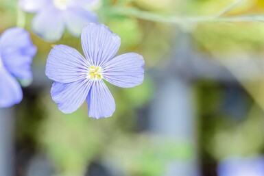 Flerårig hør Linum perenne 'Saphir' 5-10 potte P9