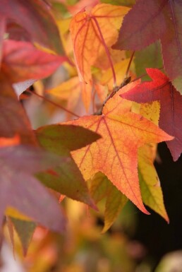 Virginsk ambratræ Liquidambar styraciflua 'Worplesdon' busk 60-80 potte C3