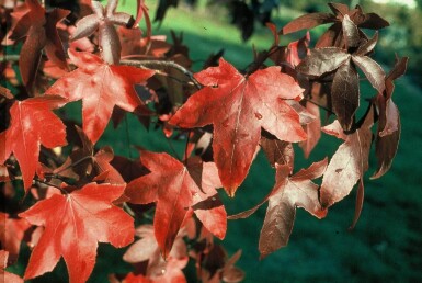 Amberboom Liquidambar styraciflua 'Worplesdon' Struik 60-80 Pot C3