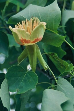 Almindelig tulipantræ Liriodendron tulipifera busk 30-40 potte C5