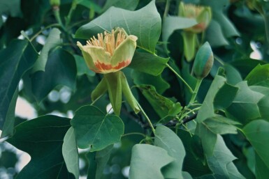 Liriodendron tulipifera Tulpanträd buske 30-40 i kruka C5