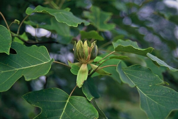 Liriodendron tulipifera